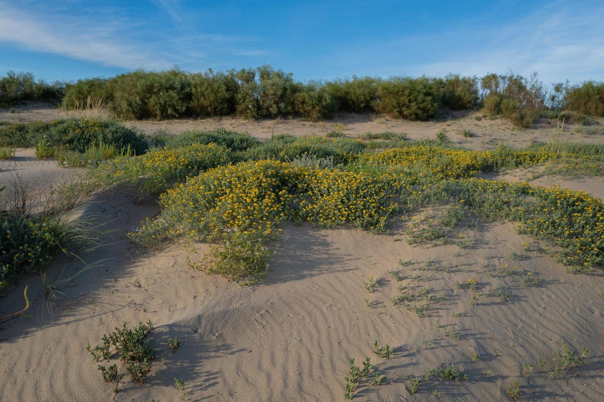 - Atico Isla Canela Ayamonte